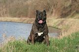 CANE CORSO 1383